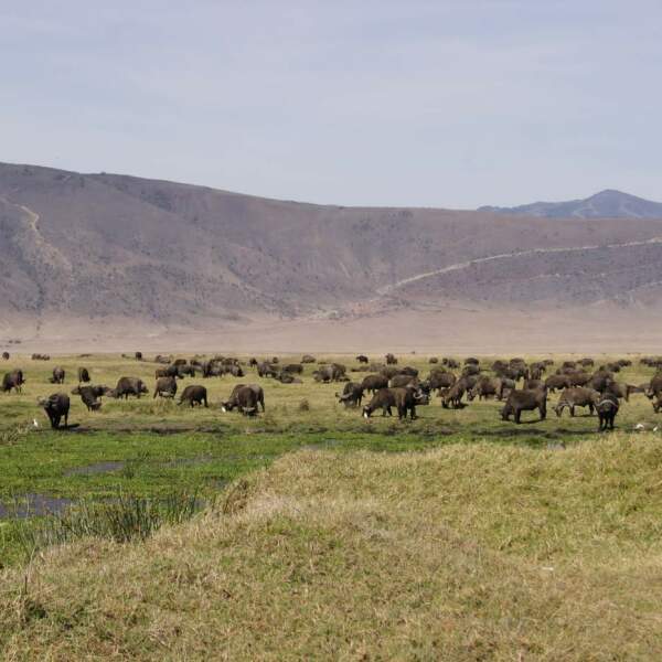 Experience Africa intensively: in small groups and with local expertise